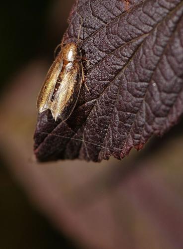 Réf. 273 776 : Ectobius sp.